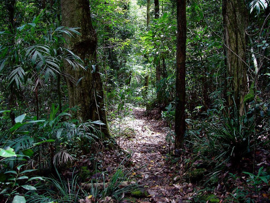 Willa Springbrook Lyrebird Retreat Zewnętrze zdjęcie